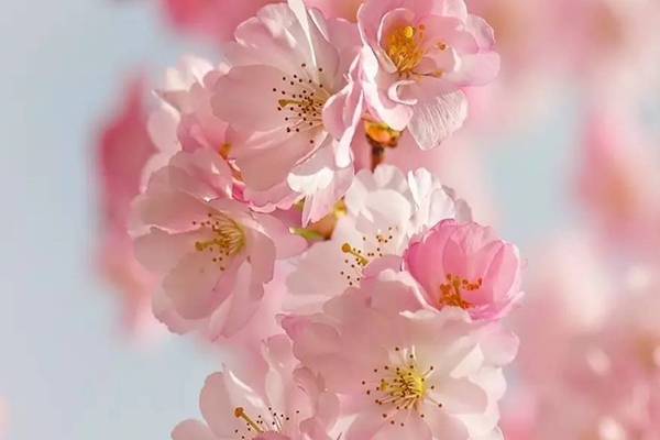 五月桃花运占卜
