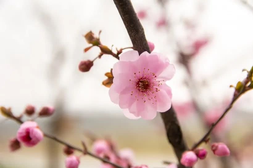 八字桃花运异性缘旺的年份