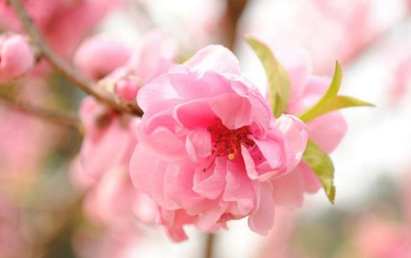 八字桃花运异性缘旺的年份