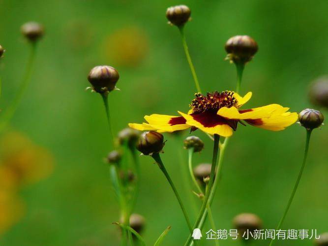 2015年5月白羊座桃花运势