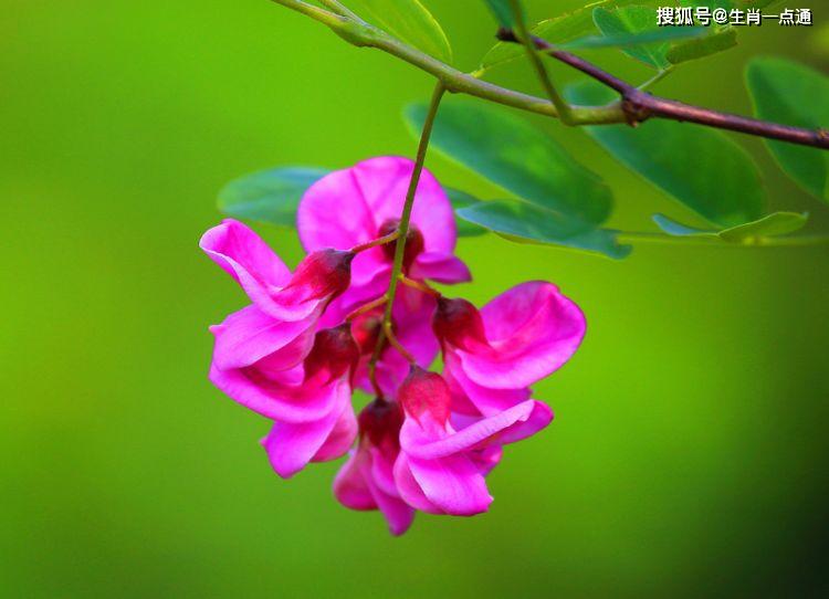 生肖马女爱情桃花运势方位