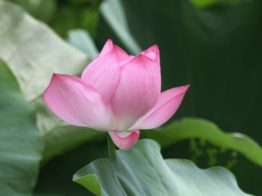 1968年属猴运程和桃花运