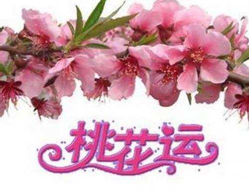 属猪女生解密桃花运势