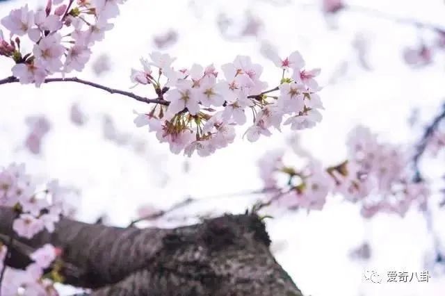 6月桃花运势高涨的简单介绍