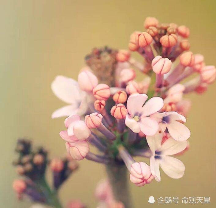 关于缘分桃花运势满满的信息