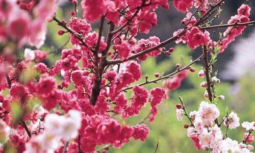 2022哪些八字桃花运好