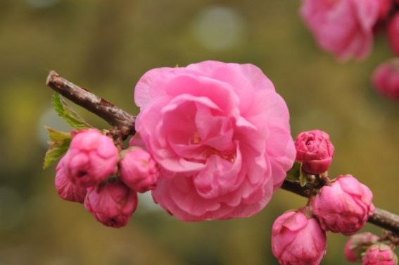 关于缘分桃花运势满满的信息