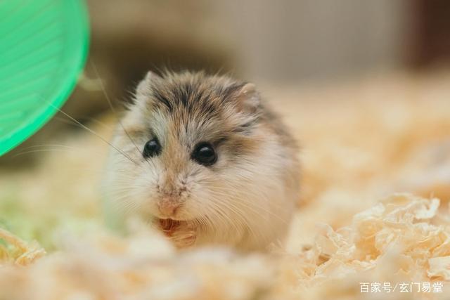属鼠人2021年桃花运势