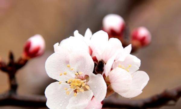 算桃花运势