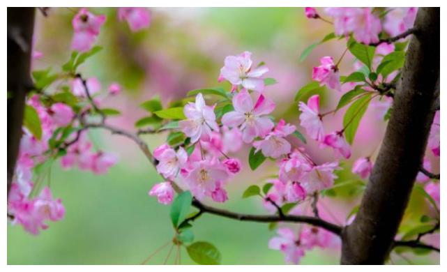 生肖马女爱情桃花运势方位