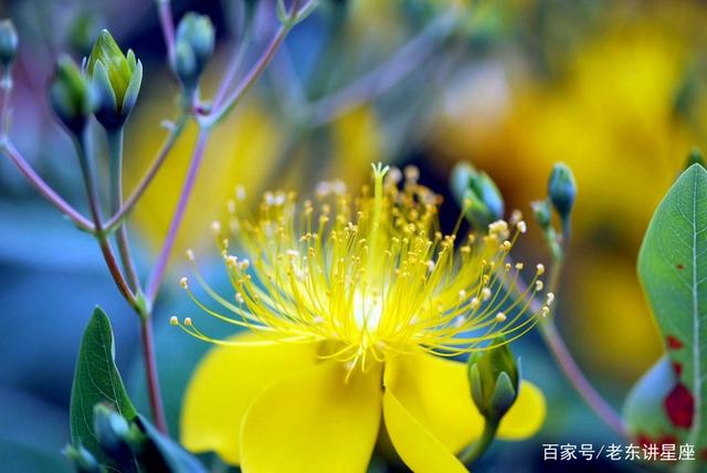 蛇的桃花运势