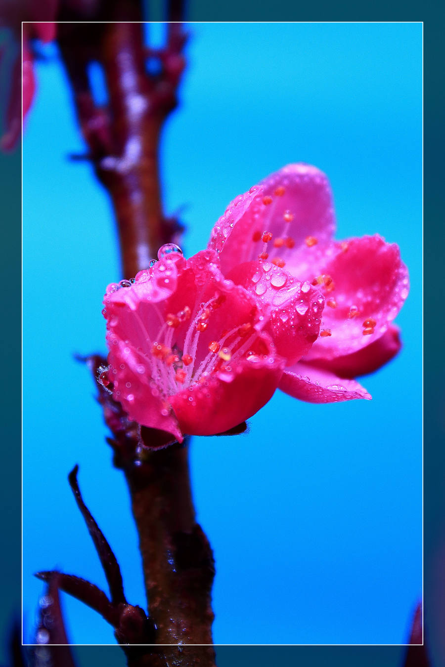 桃花运势等待为主