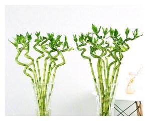周公解梦别人给自己送富贵竹