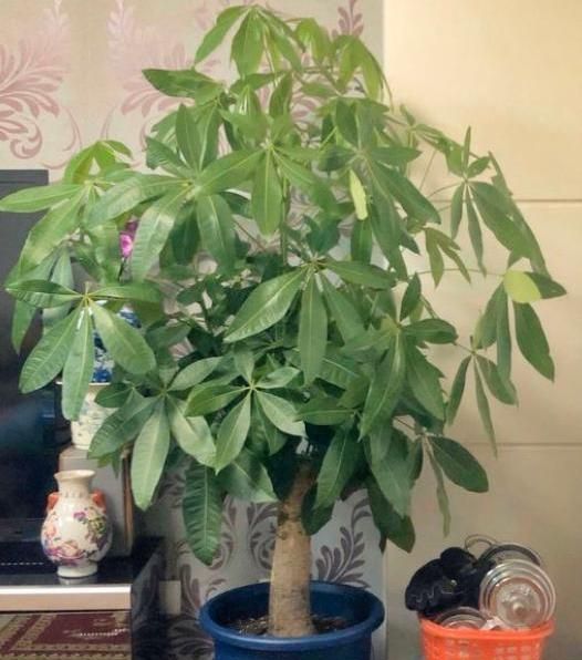 富贵树叶子干影响运势吗