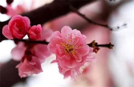 运势什么办法可以吹桃花运