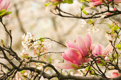 春节过后桃花运势好