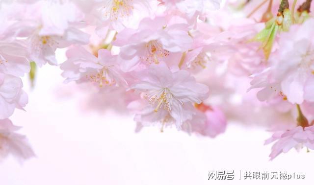 属龙今年的桃花运势