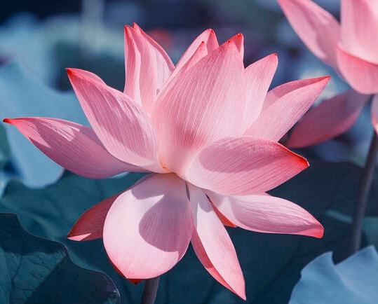 桃花运势足