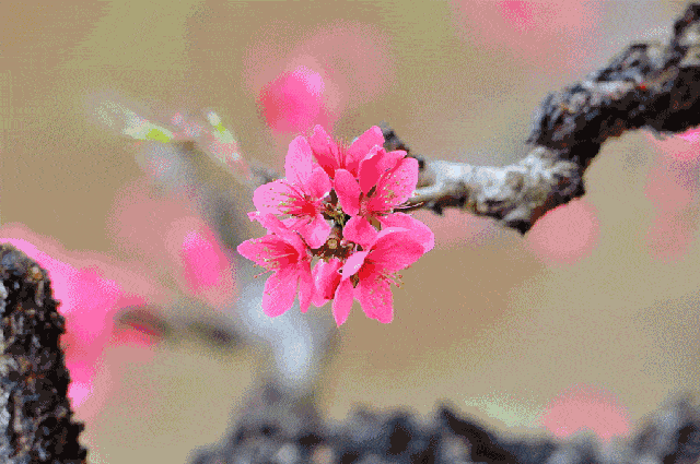 桃花运势低迷