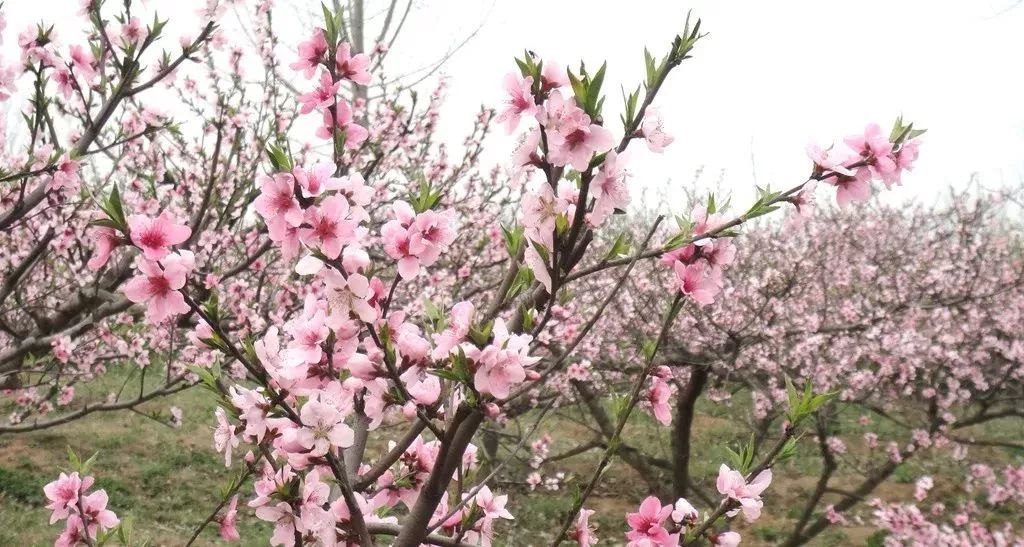 八字走桃花运又是桃花流年