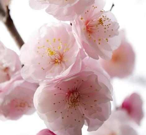 运势什么办法可以吹桃花运