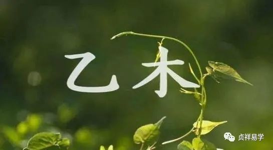 乙木生于子月富贵八字