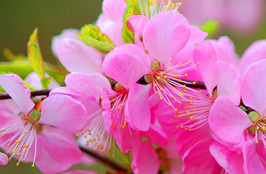 八字算命怎样预测桃花运