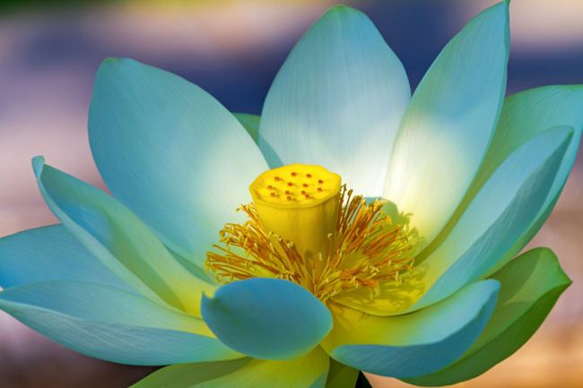 本周生肖运势桃花运