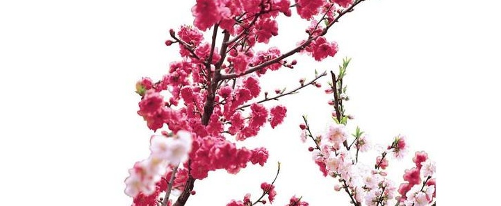 八字桃花运何时