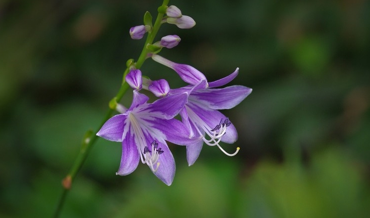 桃花运势低迷