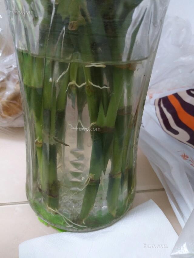 周公解梦自己的富贵竹坏掉了