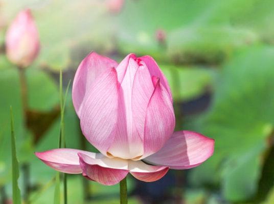 本周生肖运势桃花运