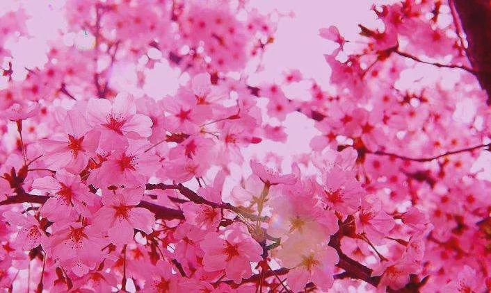 测你近期桃花运势如何