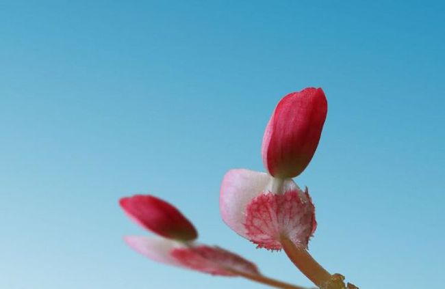 桃花运势一路飙升的简单介绍