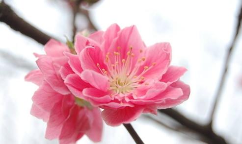 属鼠明日桃花运势