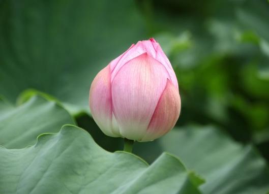 相信命运里的桃花运吗