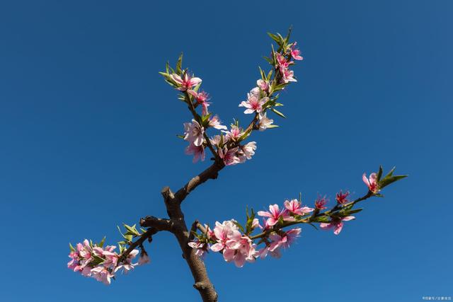 八字能看出桃花运多久吗