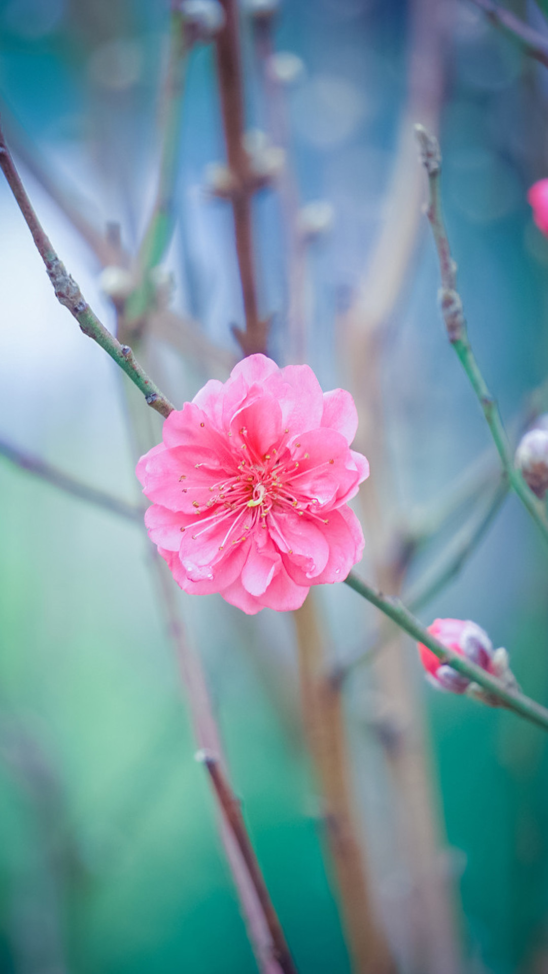 桃花运势9月份