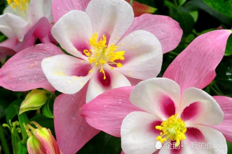 生肖兔2012年6月桃花运势