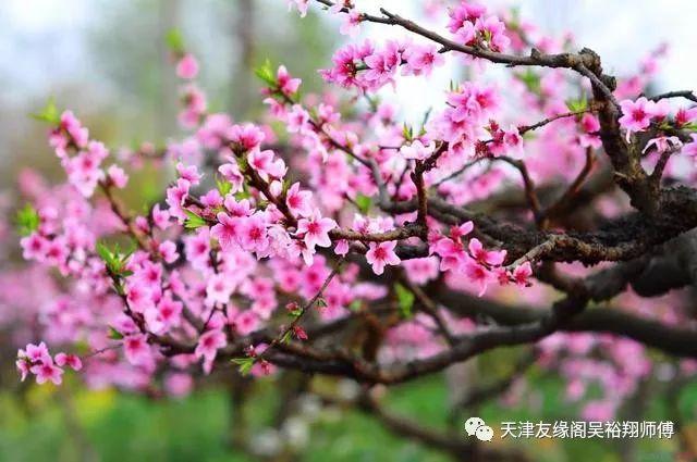 如何看出八字里的桃花运