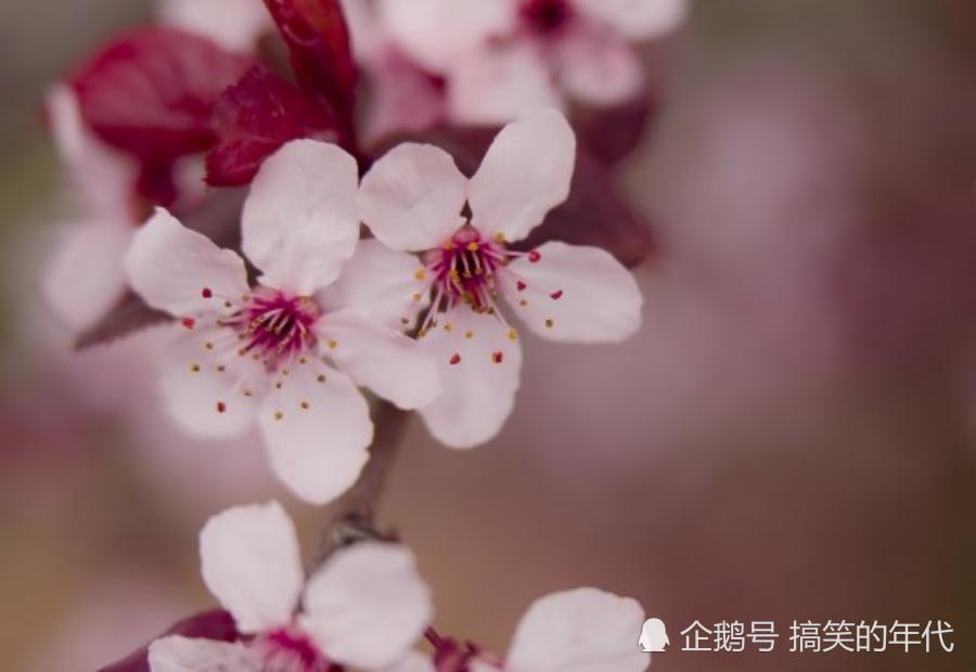 7月桃花运势的简单介绍