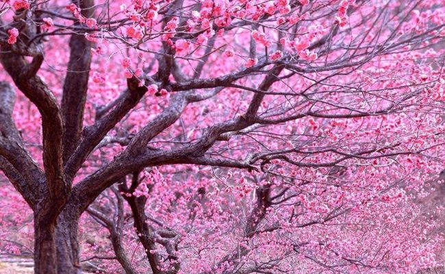 桃花运势走高