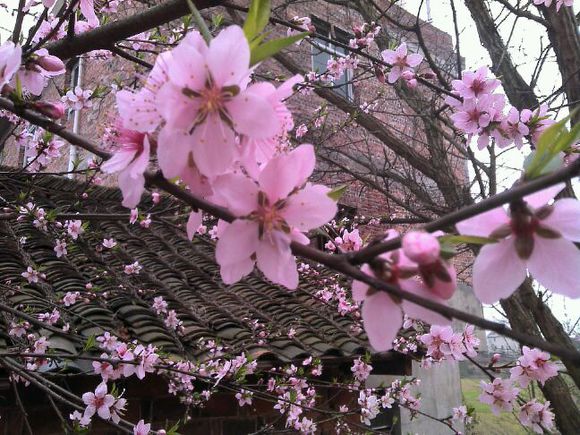 生肖兔2012年6月桃花运势