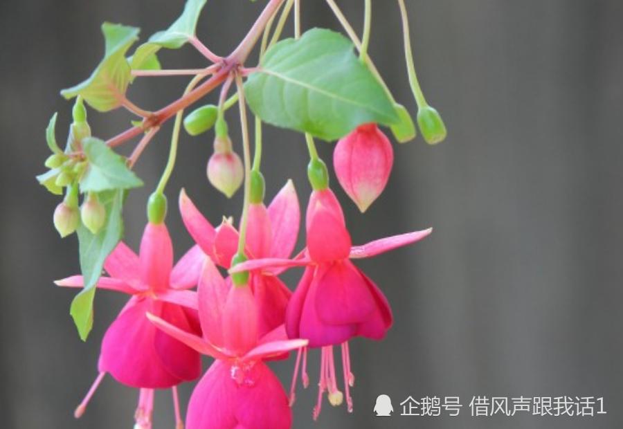 最大的运势在桃花运上的三生肖的简单介绍