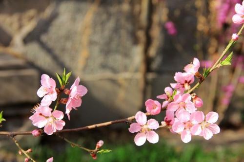 八字查询桃花运