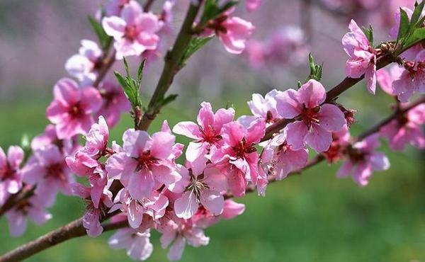 八字桃花运旺的人