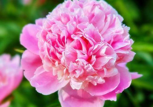 桃花运运势如虹的三大生肖