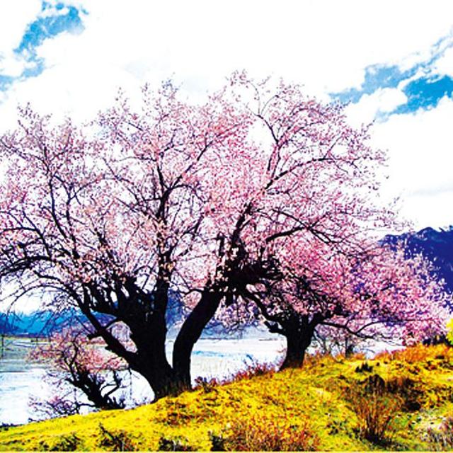 桃花运势走高