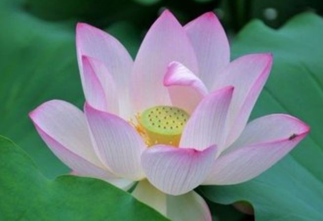 桃花运势是吉是凶