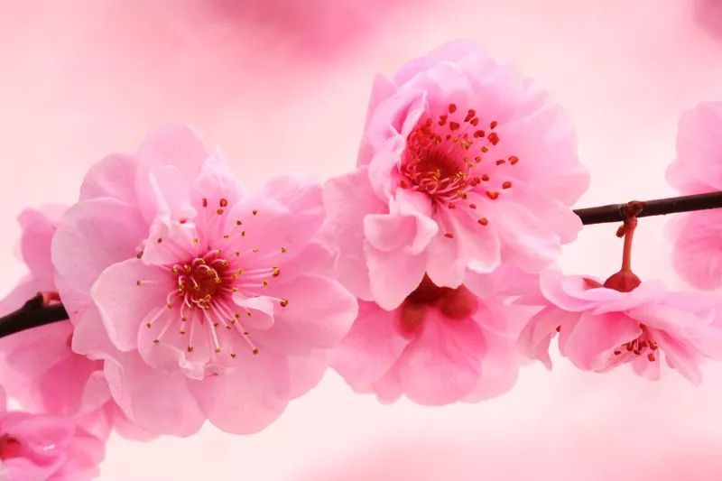 看一生桃花运势